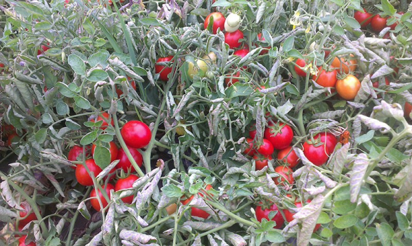 Раннеспелый и высокоурожайный представитель голландской селекции томат Солероссо